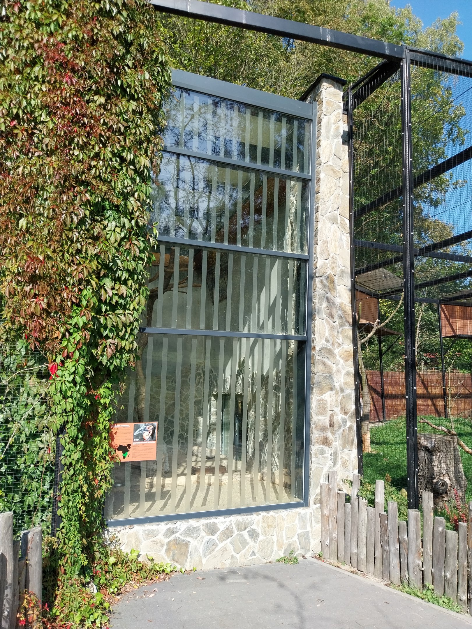 Birds of Prey - Southern Ground Horbill (Bucorvus leadbeateri)