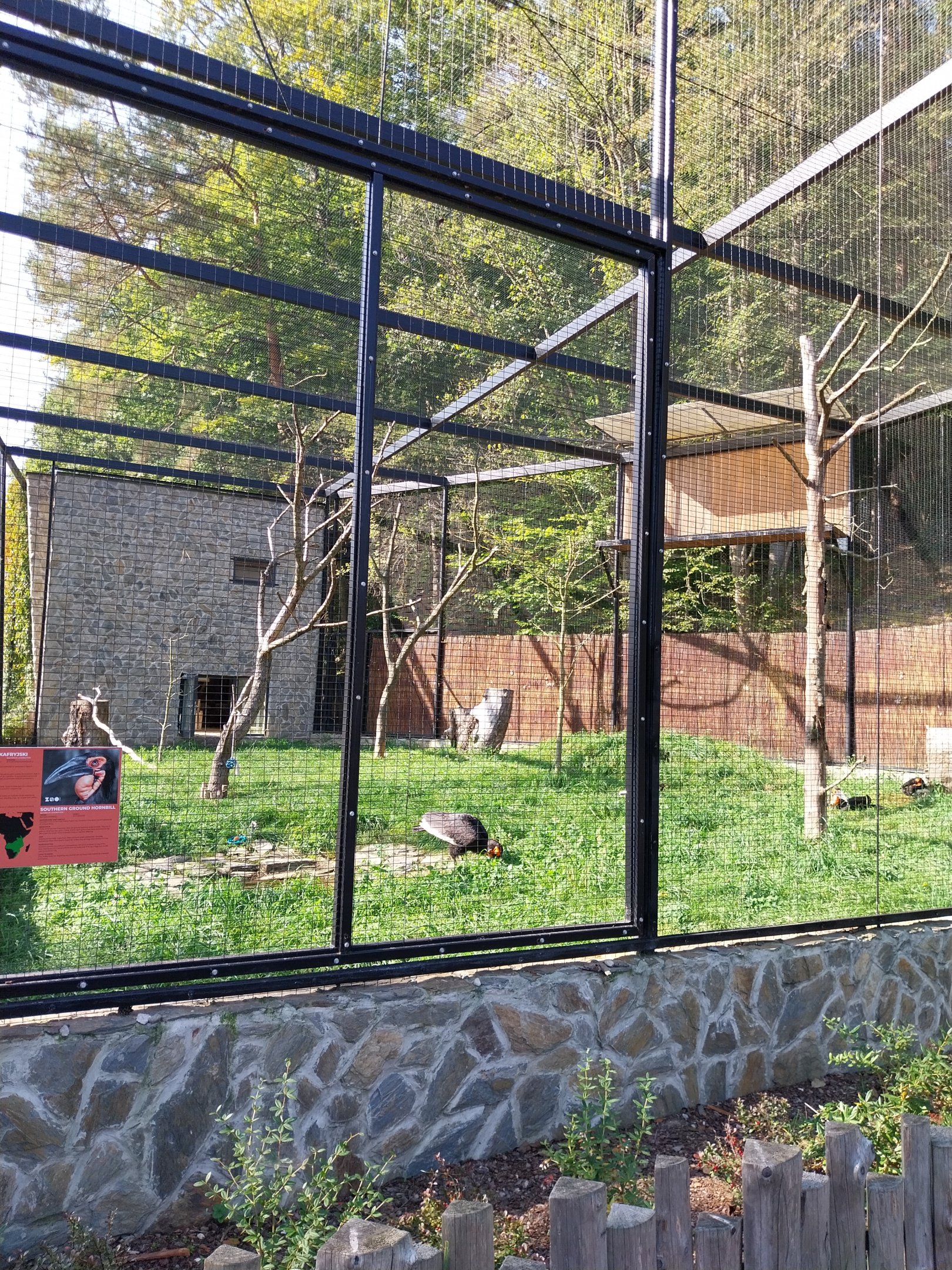 Birds of Prey - Southern Ground Horbill (Bucorvus leadbeateri)