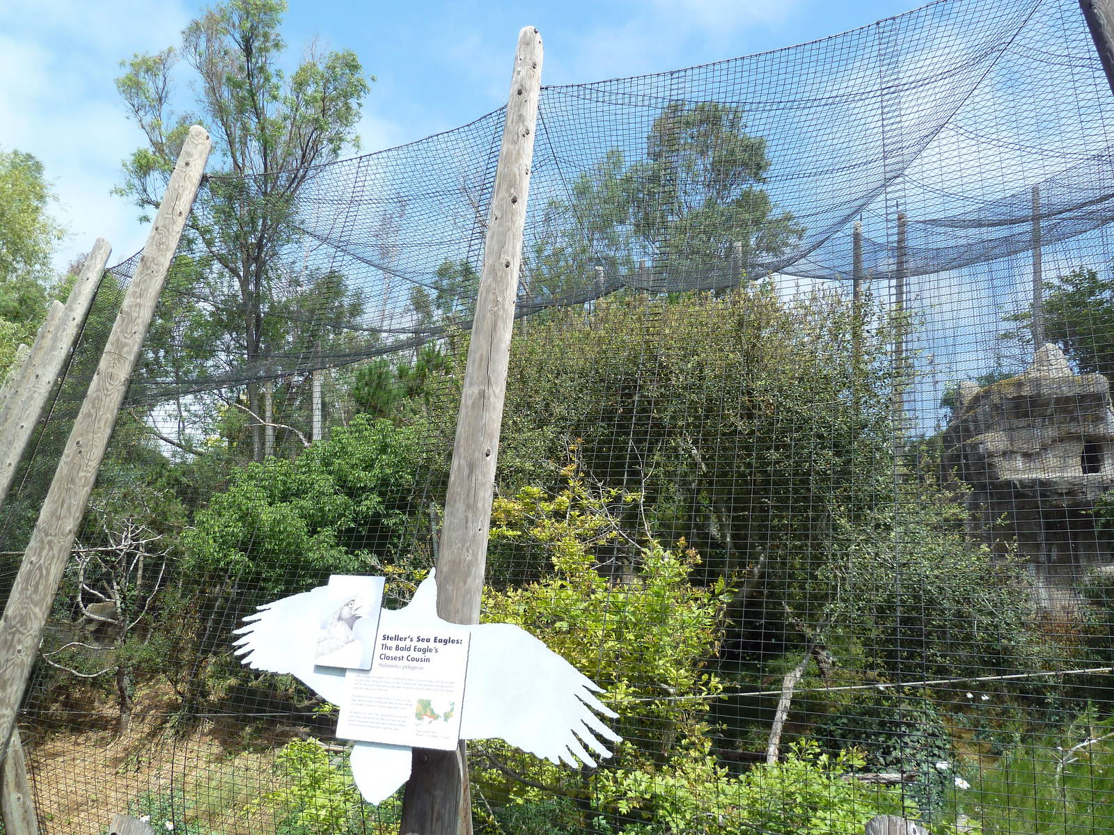 Birds Of Prey - Steller's Sea Eagle Aviary