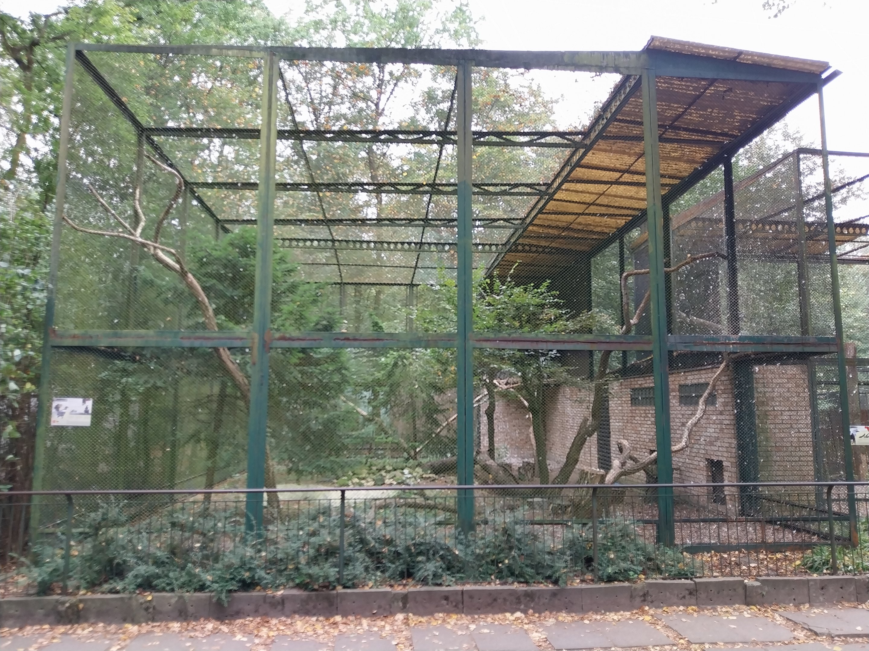 Birds of Prey - Steller's Sea Eagle (Haliaeetus pelagicus)