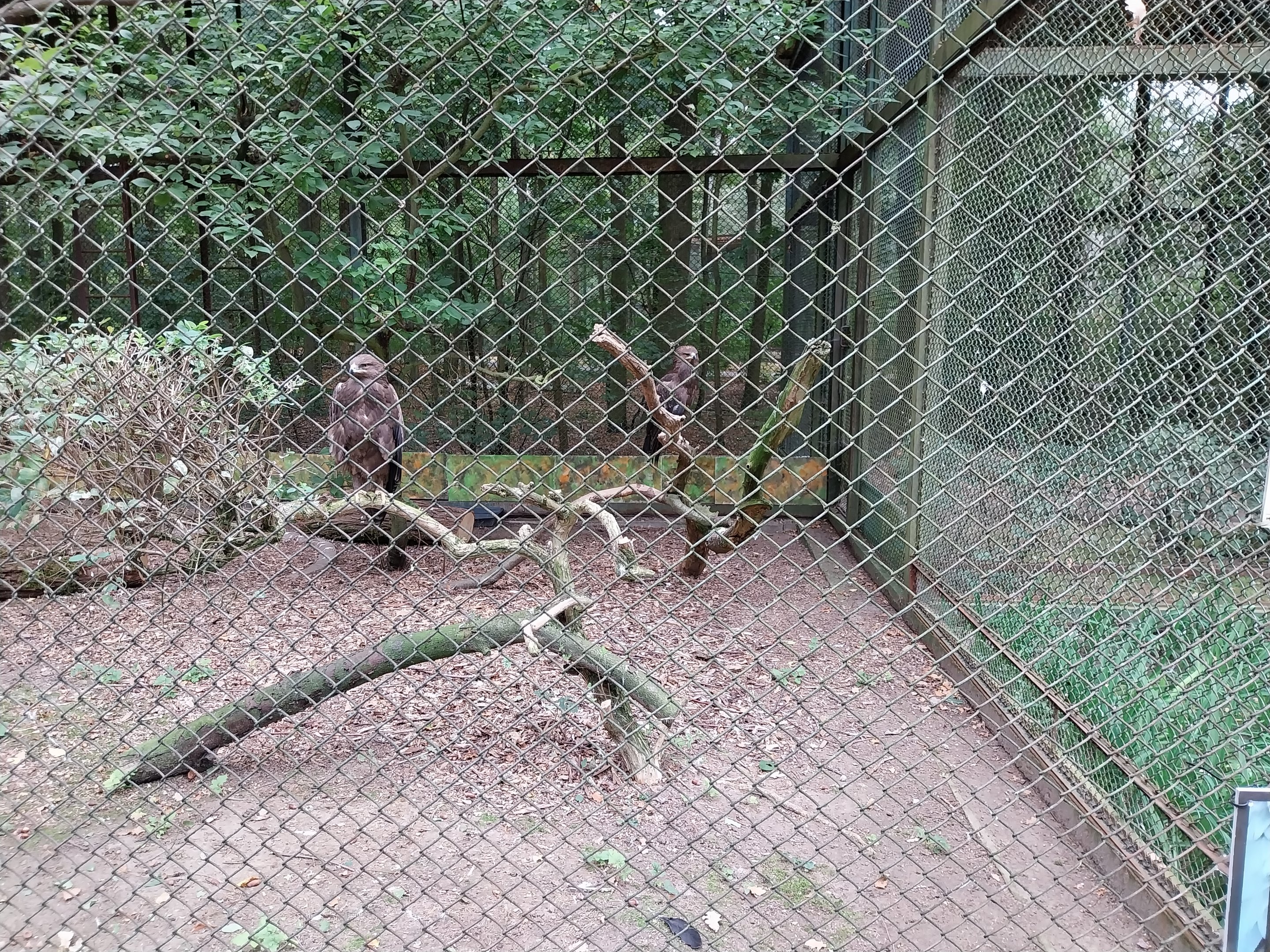 Birds of Prey - Steppe Eagle (Aquila nipalensis)