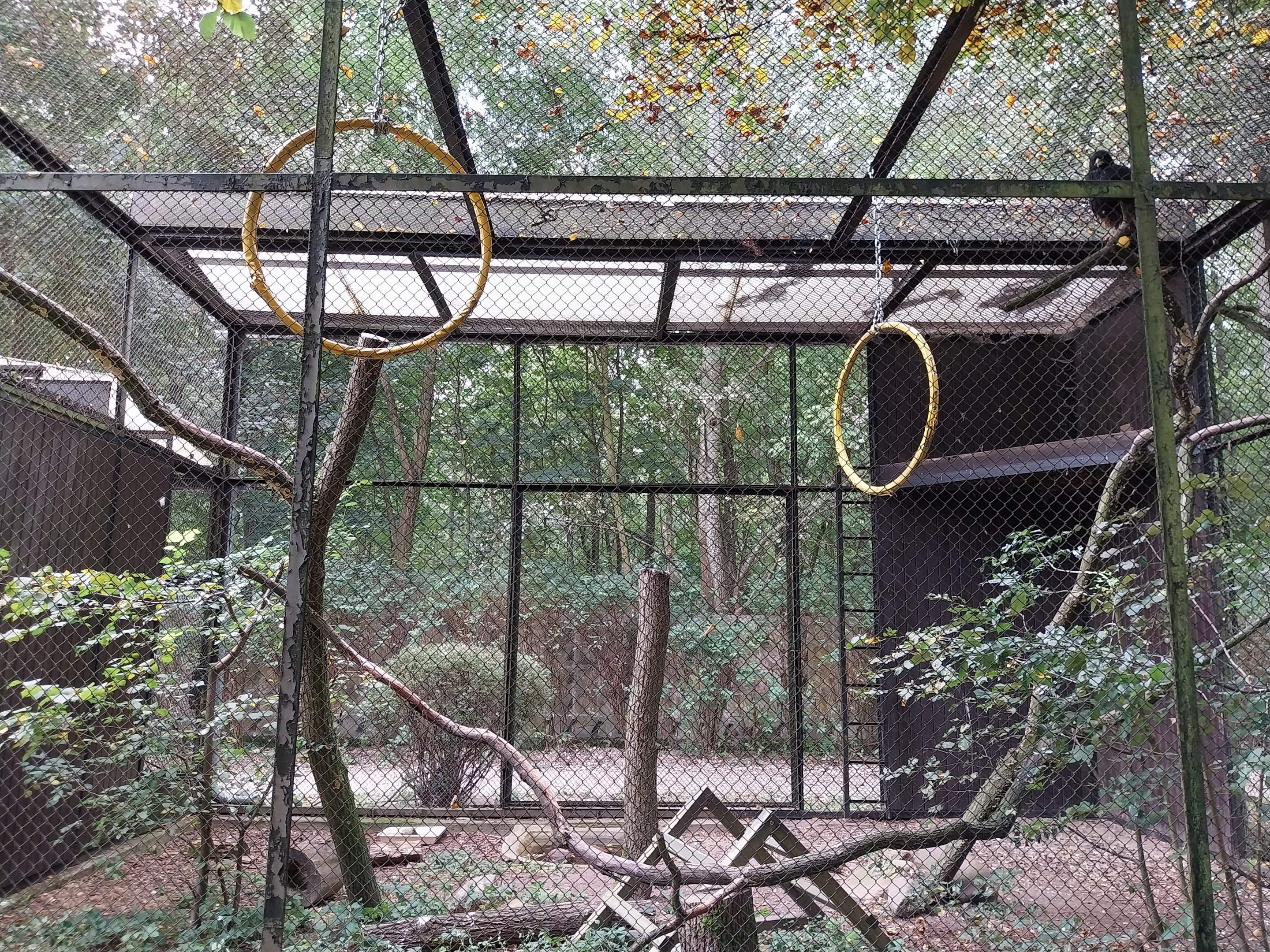 Birds of prey - Striated Caracara (Phalcoboenus australis)