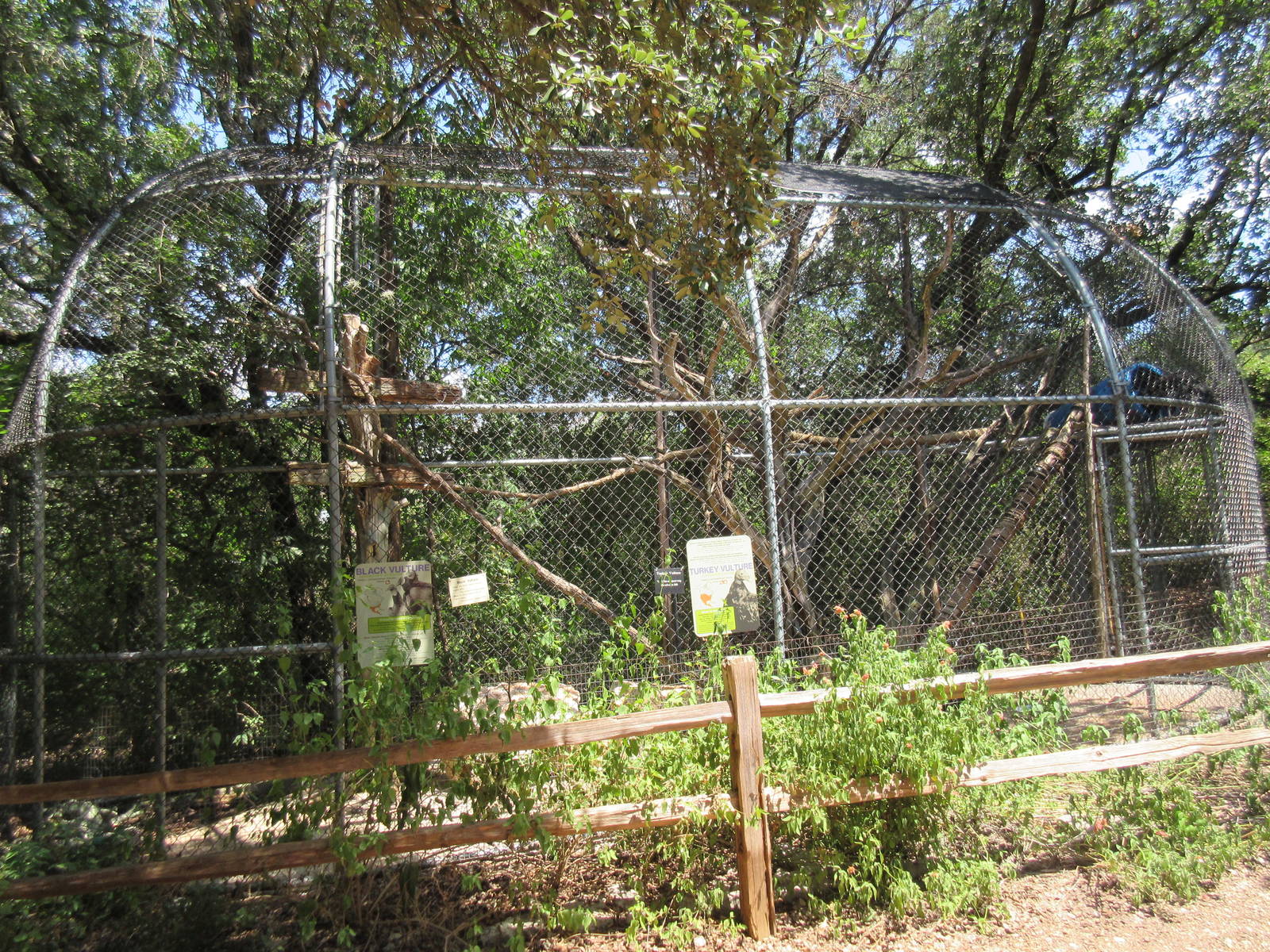 Birds of Prey - Turkey Vulture/Black Vulture Exhibit