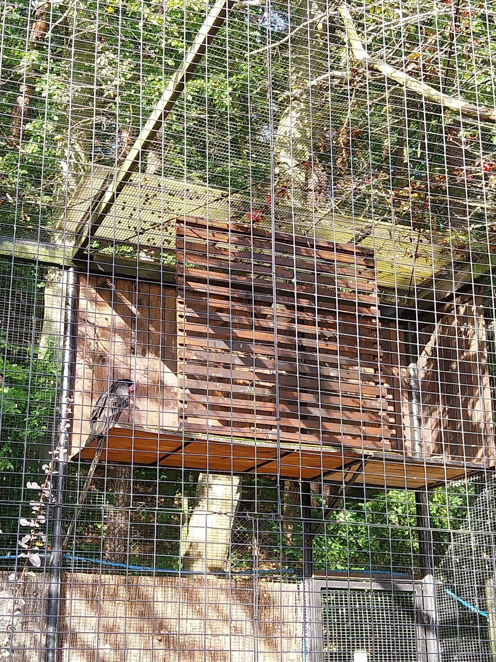 Birds of Prey - Turkey Vulture (Cathartes aura)