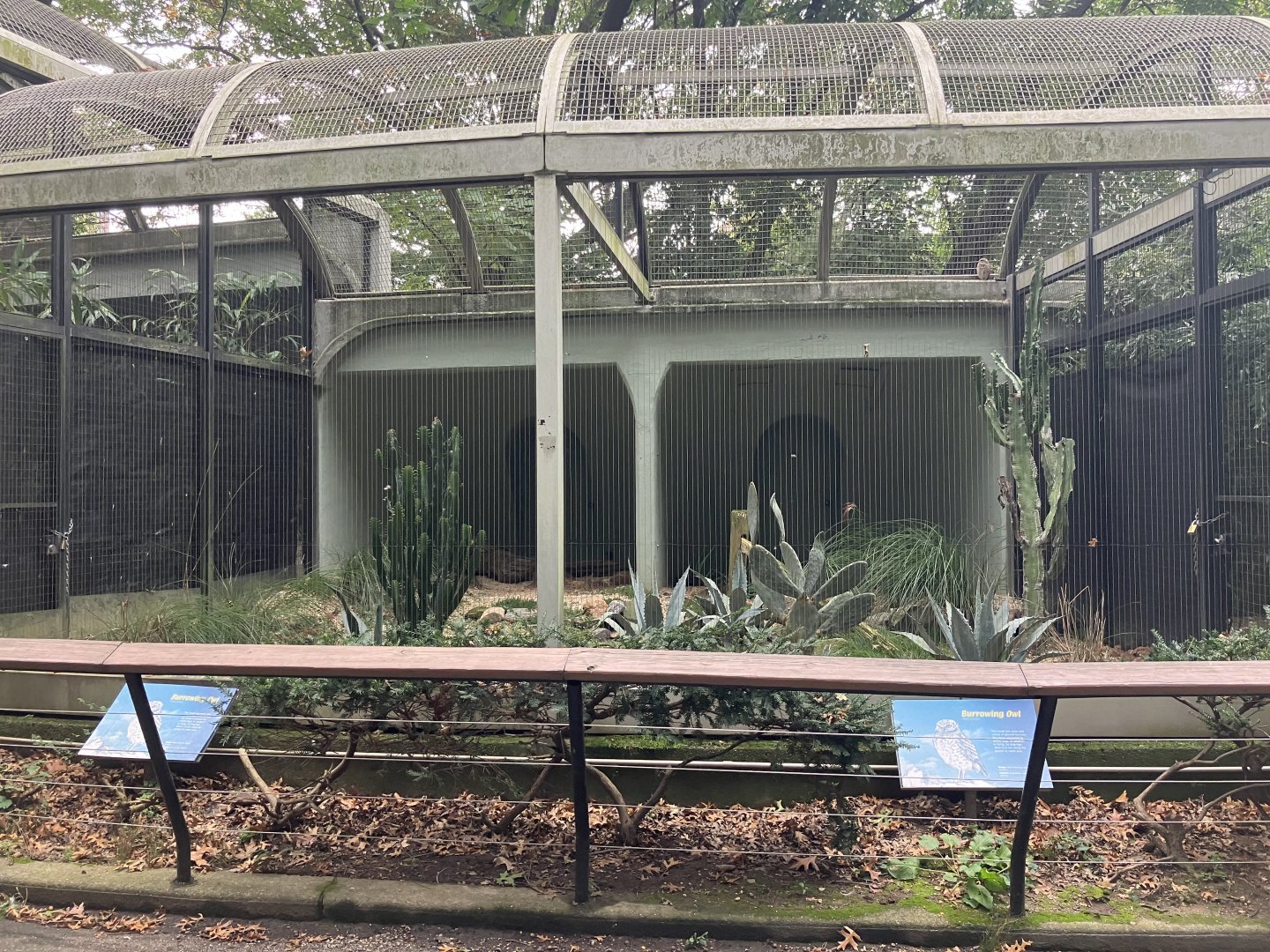 Birds of Prey - Western Burrowing Owl Exhibit