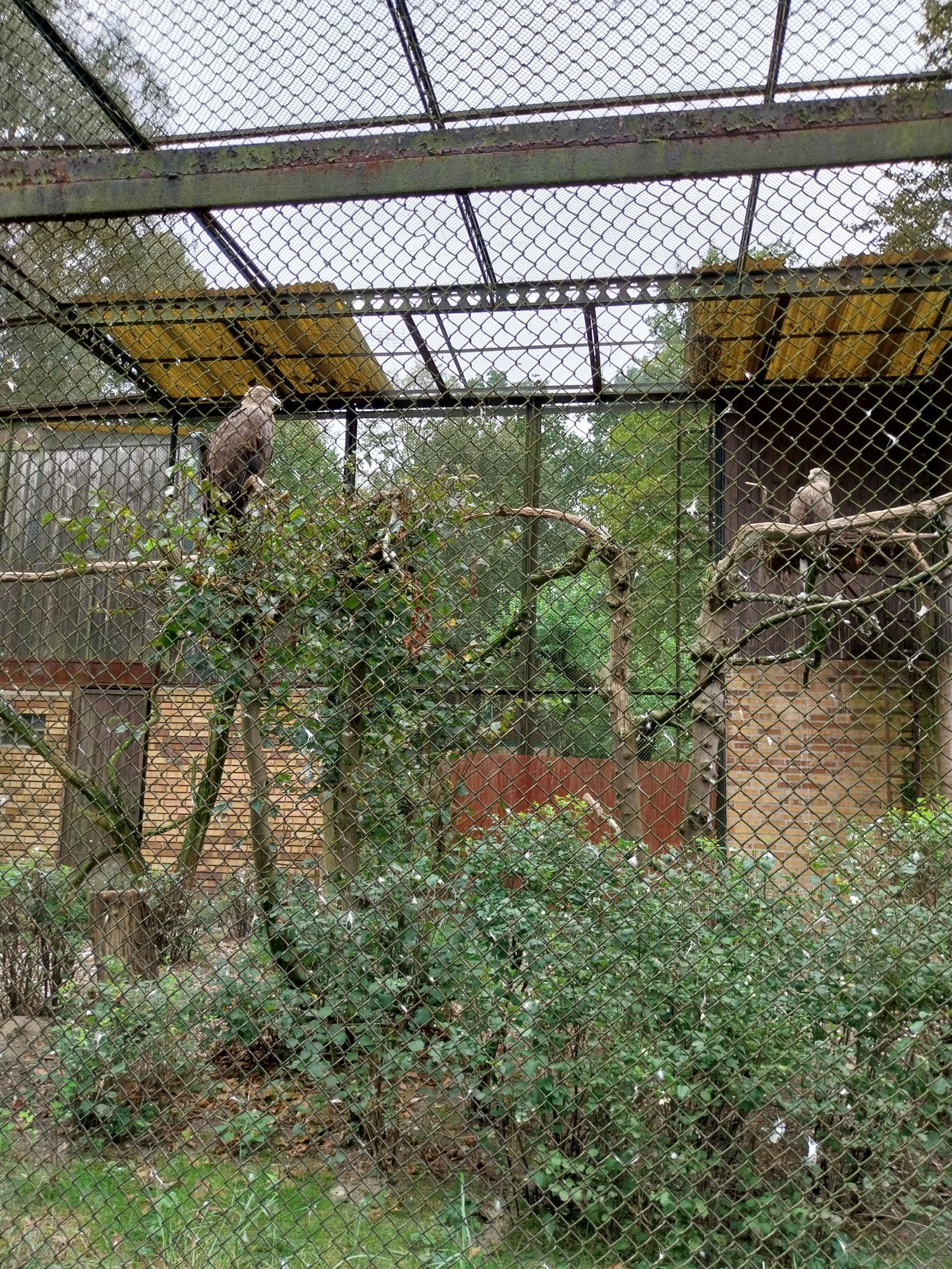 Birds of Prey - White-tailed Sea Eagle (Haliaeetus albicilla)