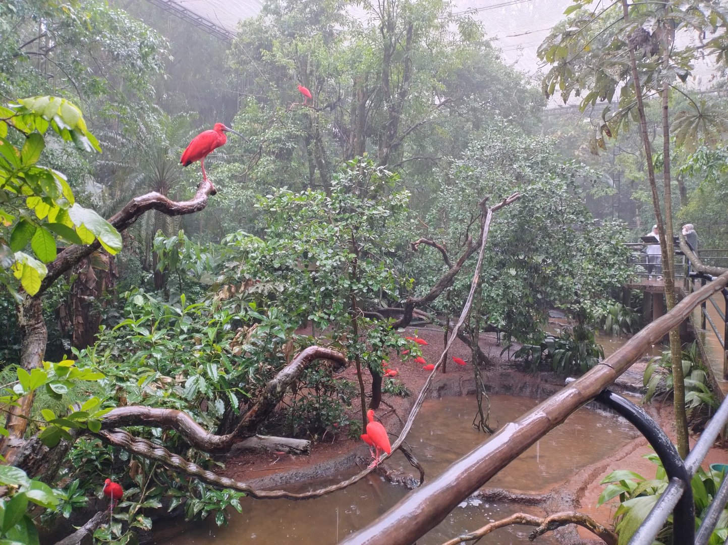 Birds of rivers and mangroves aviary - Parque das Aves