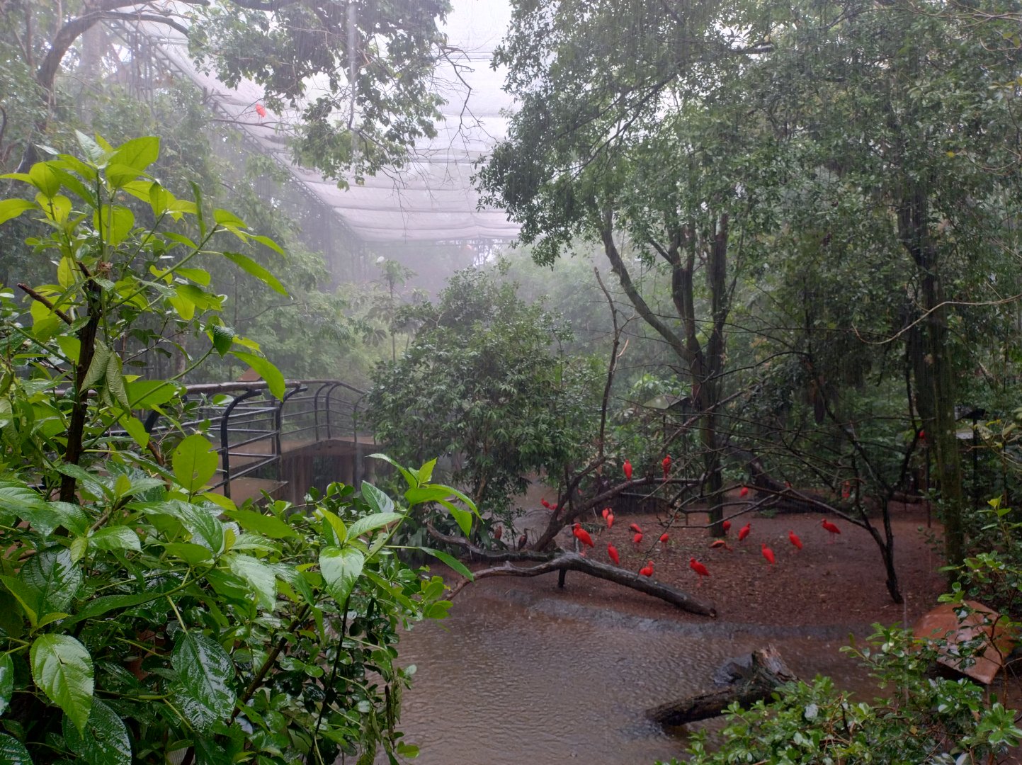 Birds of rivers and mangroves aviary - Parque das Aves