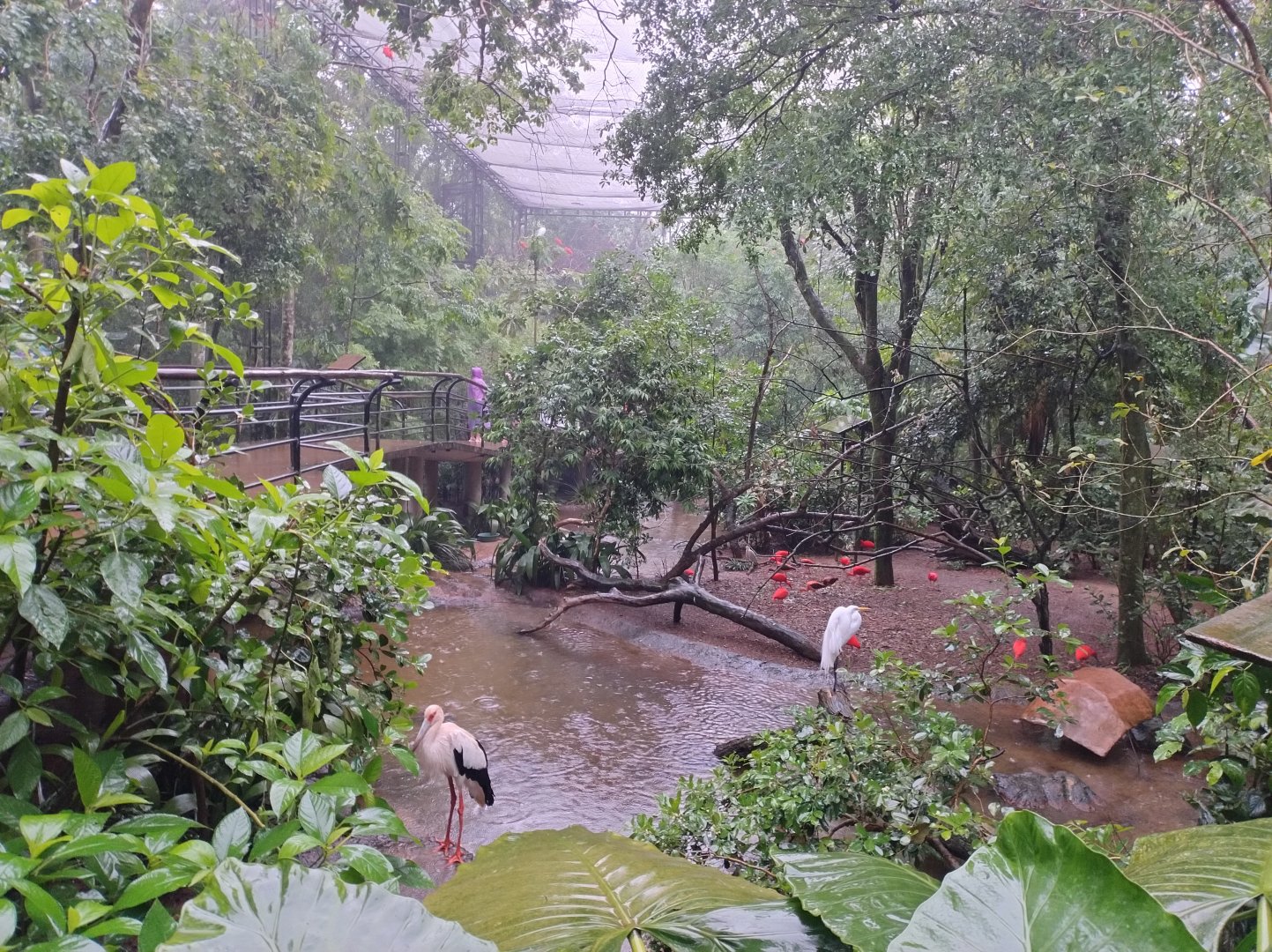 Birds of rivers and mangroves aviary - Parque das Aves