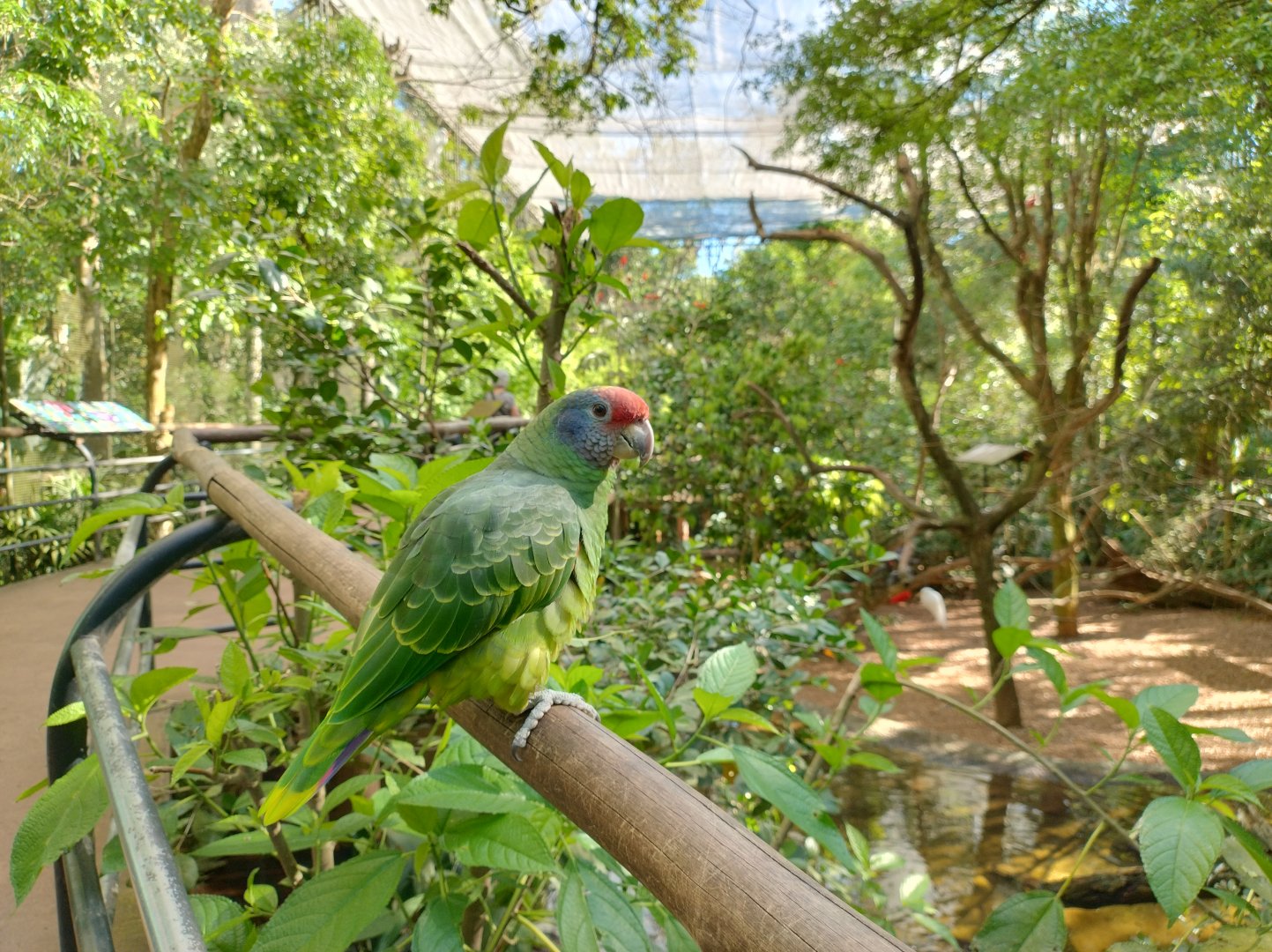 Birds of rivers and mangroves aviary - Parque das Aves