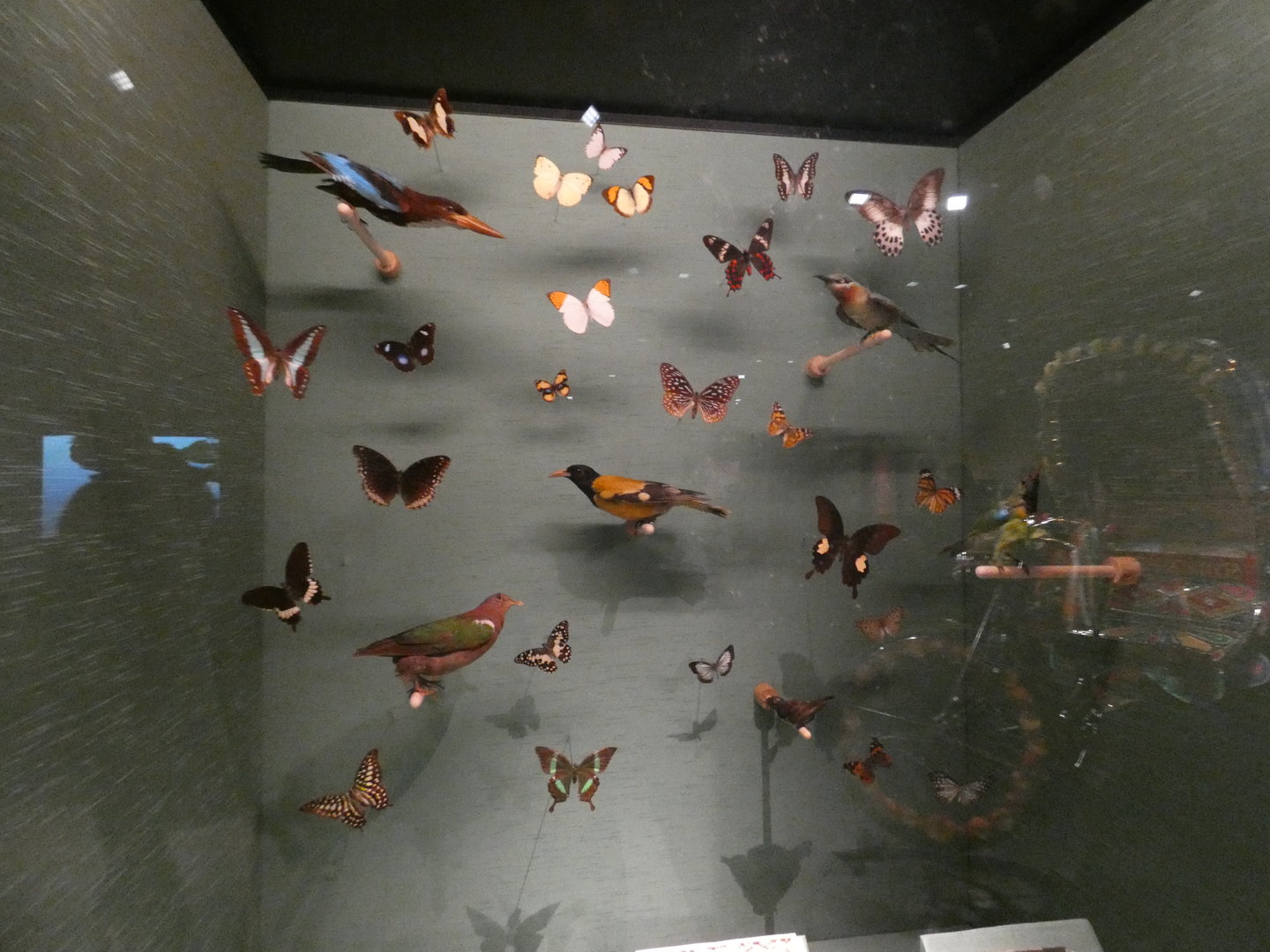 Birds of Sri Lanka display
