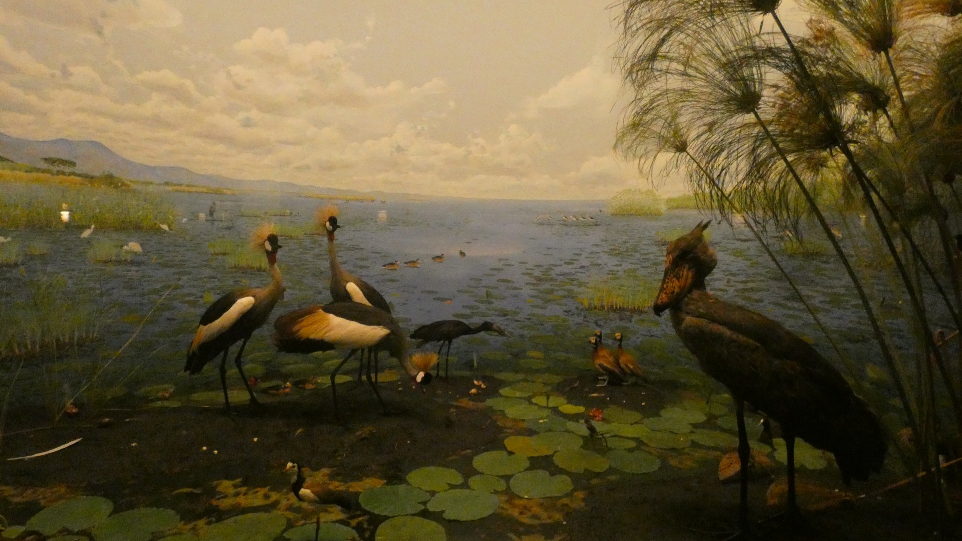 Birds of the African Marshland Display - Feb. 2022