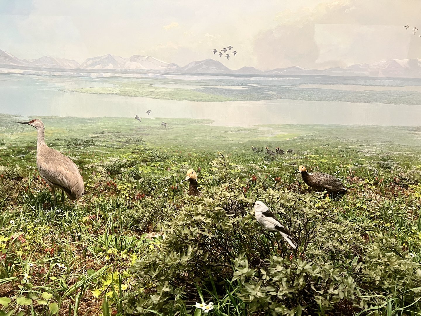 Birds of the Arctic Summer