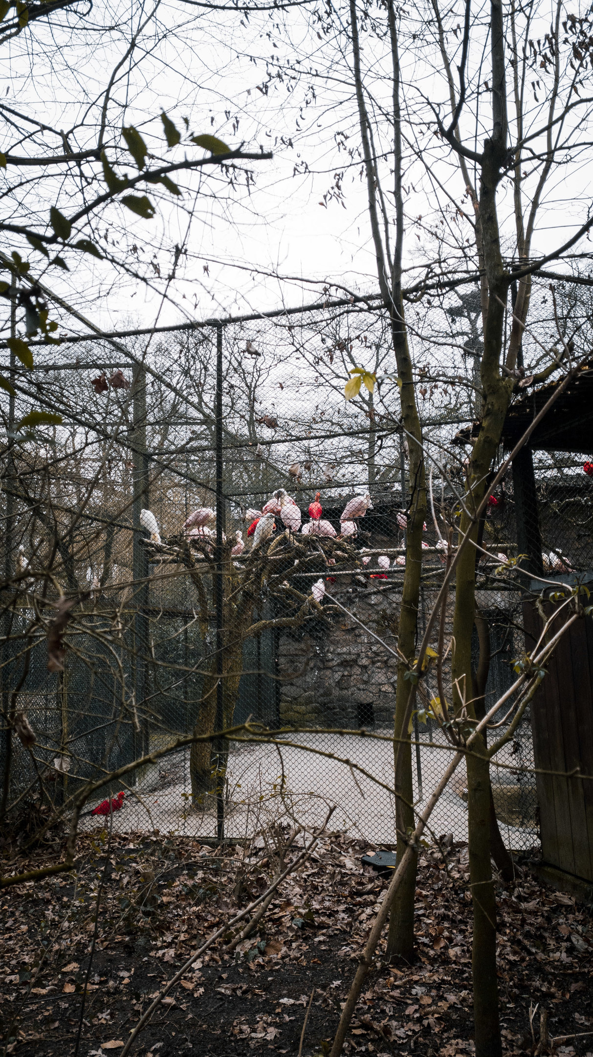 Birds of the currently closed walk in aviary