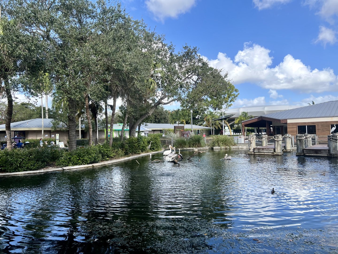 Birds of the Everglades.