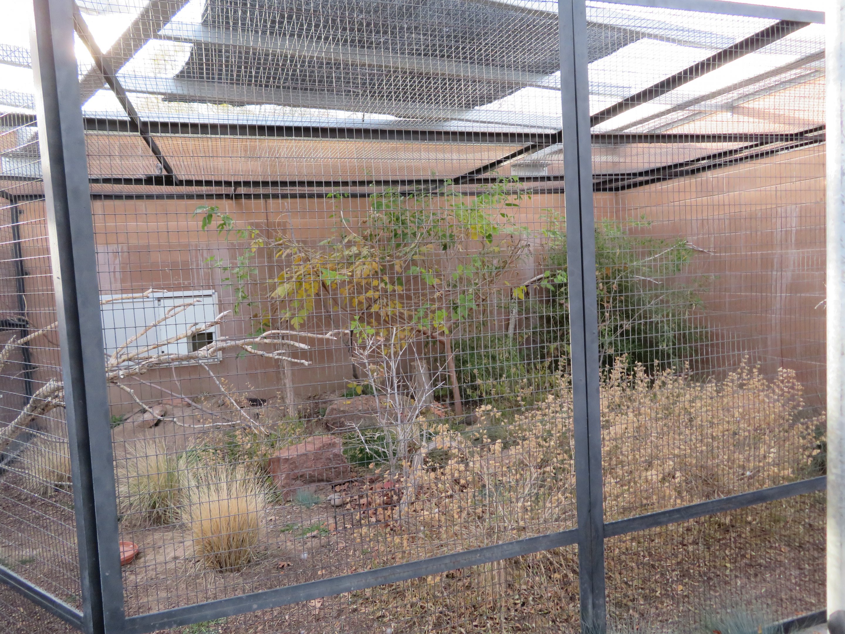 Birds of the Islands - Socorro Dove Enclosure