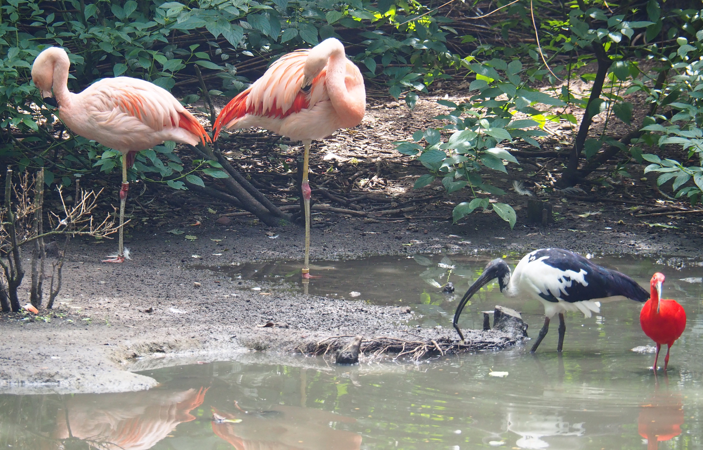Birds of the large walk-through aviary (three species), 2020-06-20