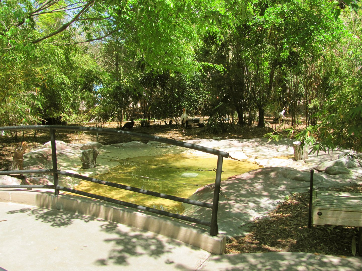 Birds of the Rift Valley Aviary Pool