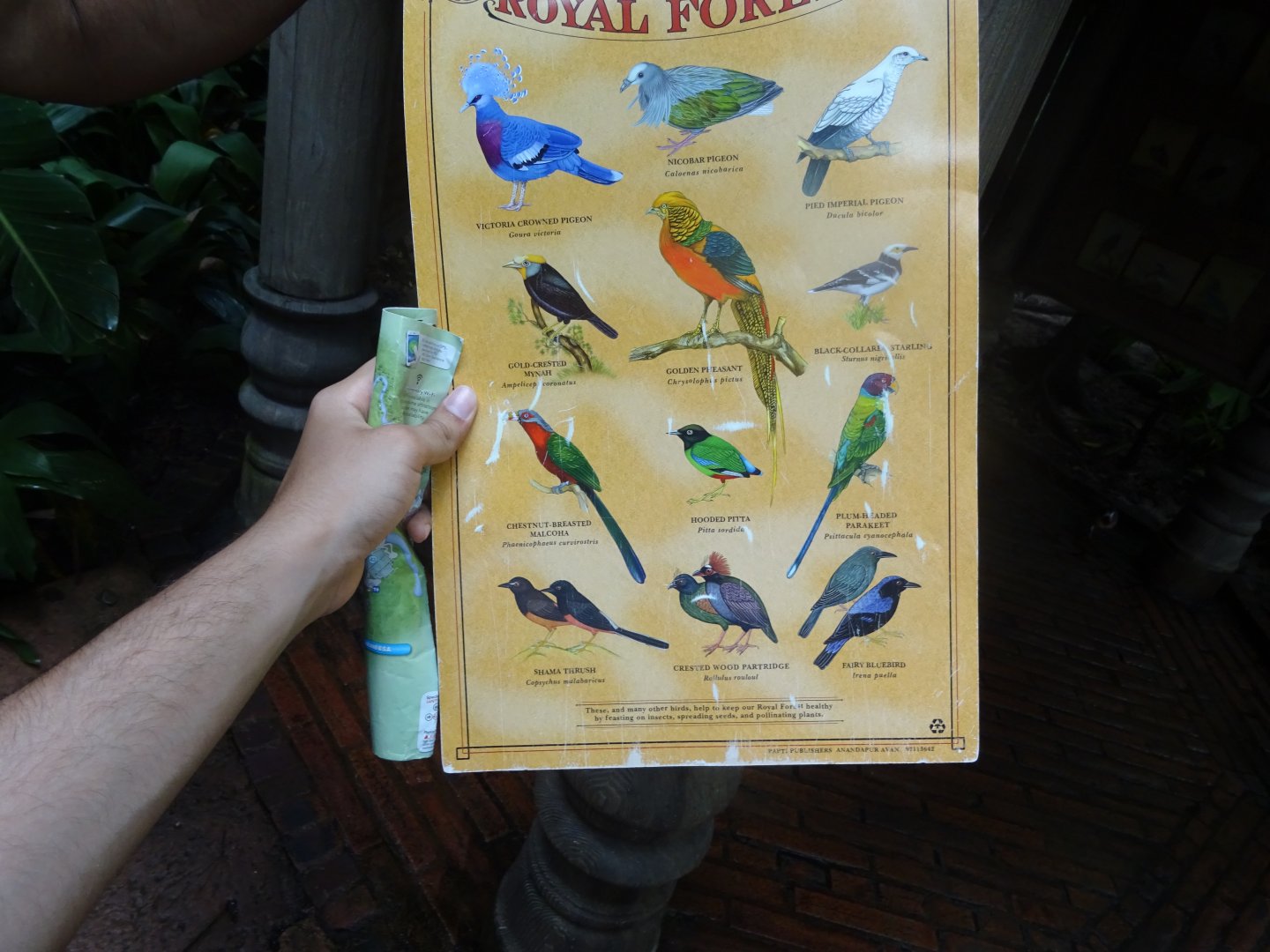 Birds of the Royal Forest (1/2) at Disney's Animal Kingdom (2014)