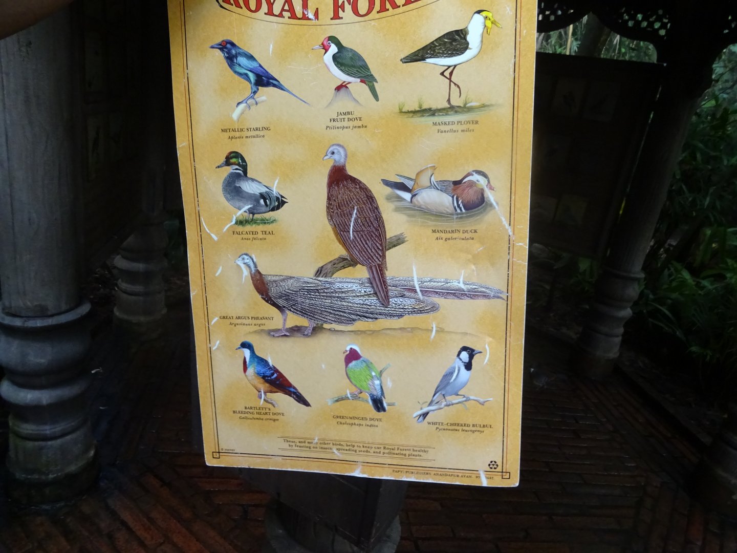 Birds of the Royal Forest (2/2) at Disney's Animal Kingdom (2014)