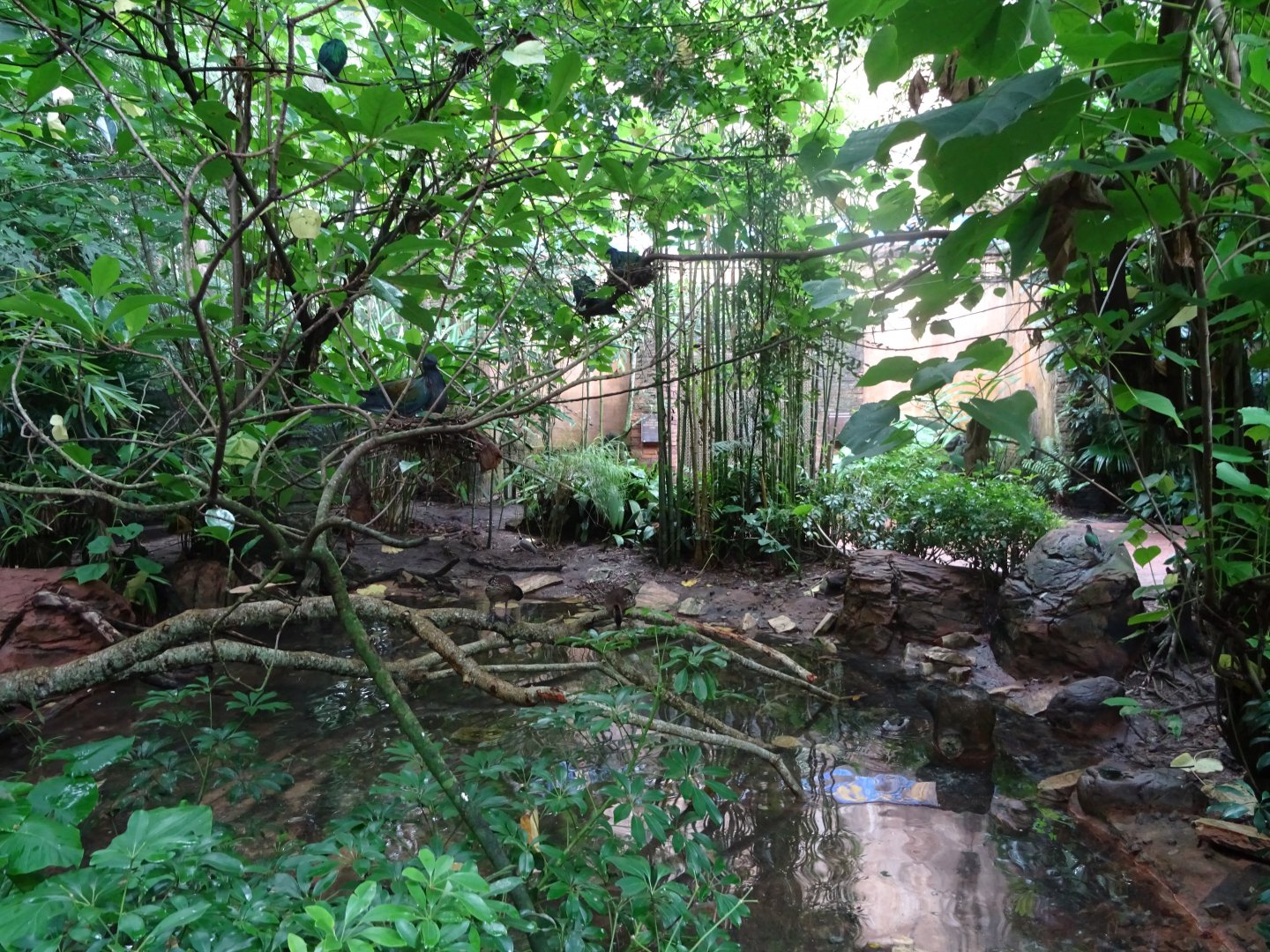 Birds of the Royal Forest at Disney's Animal Kingdom (2014)