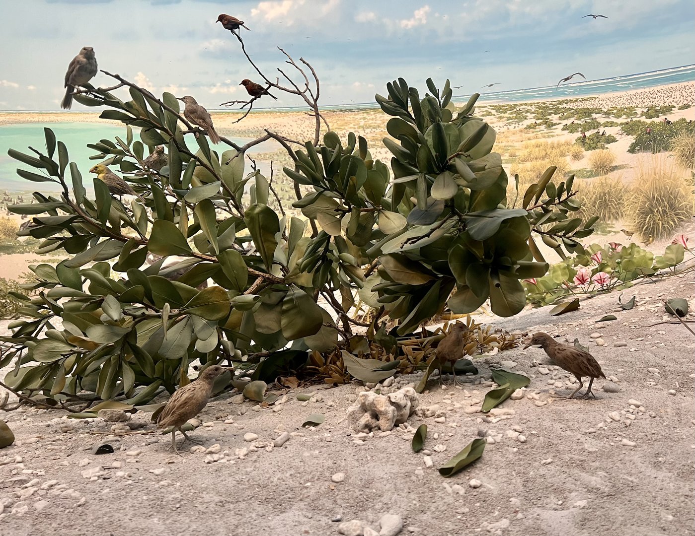 Birds of the South Pacific