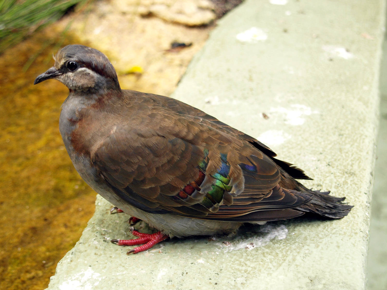 Birds of the Southwest