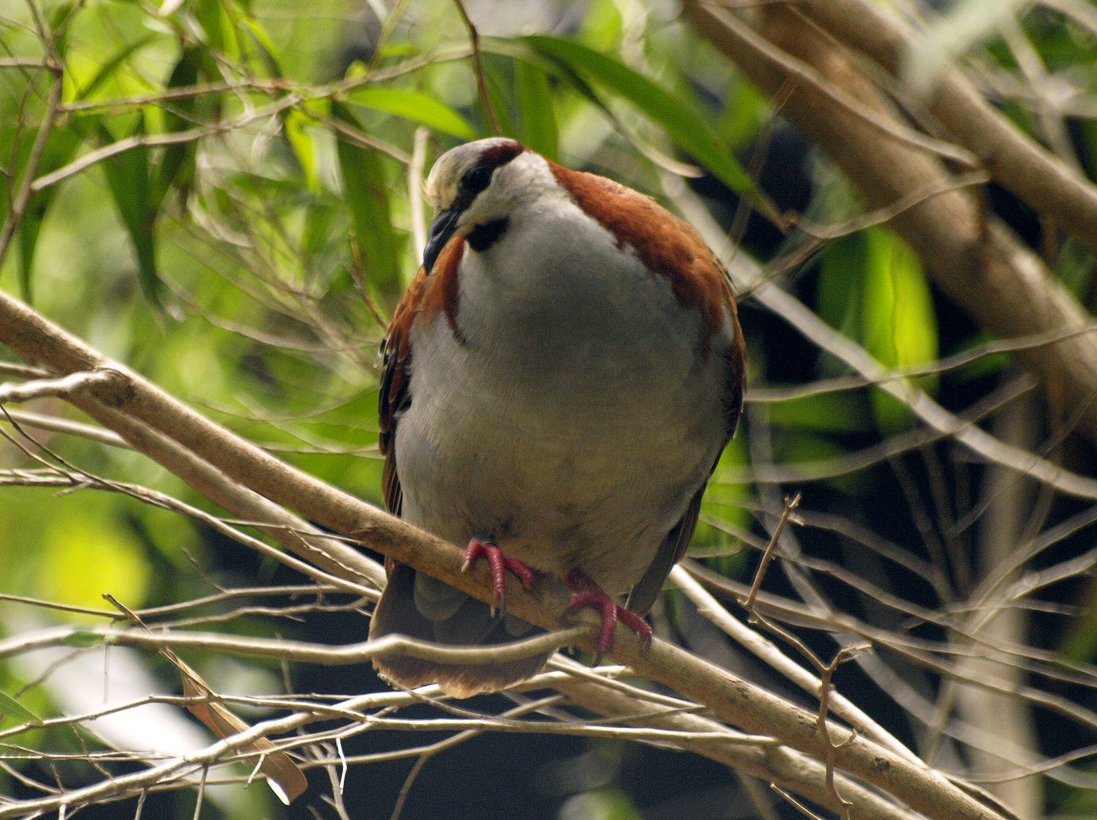 Birds of the Southwest