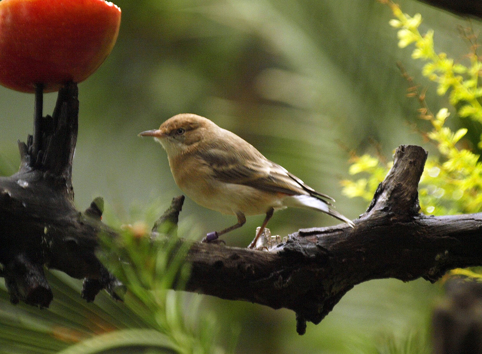 Birds of the Southwest