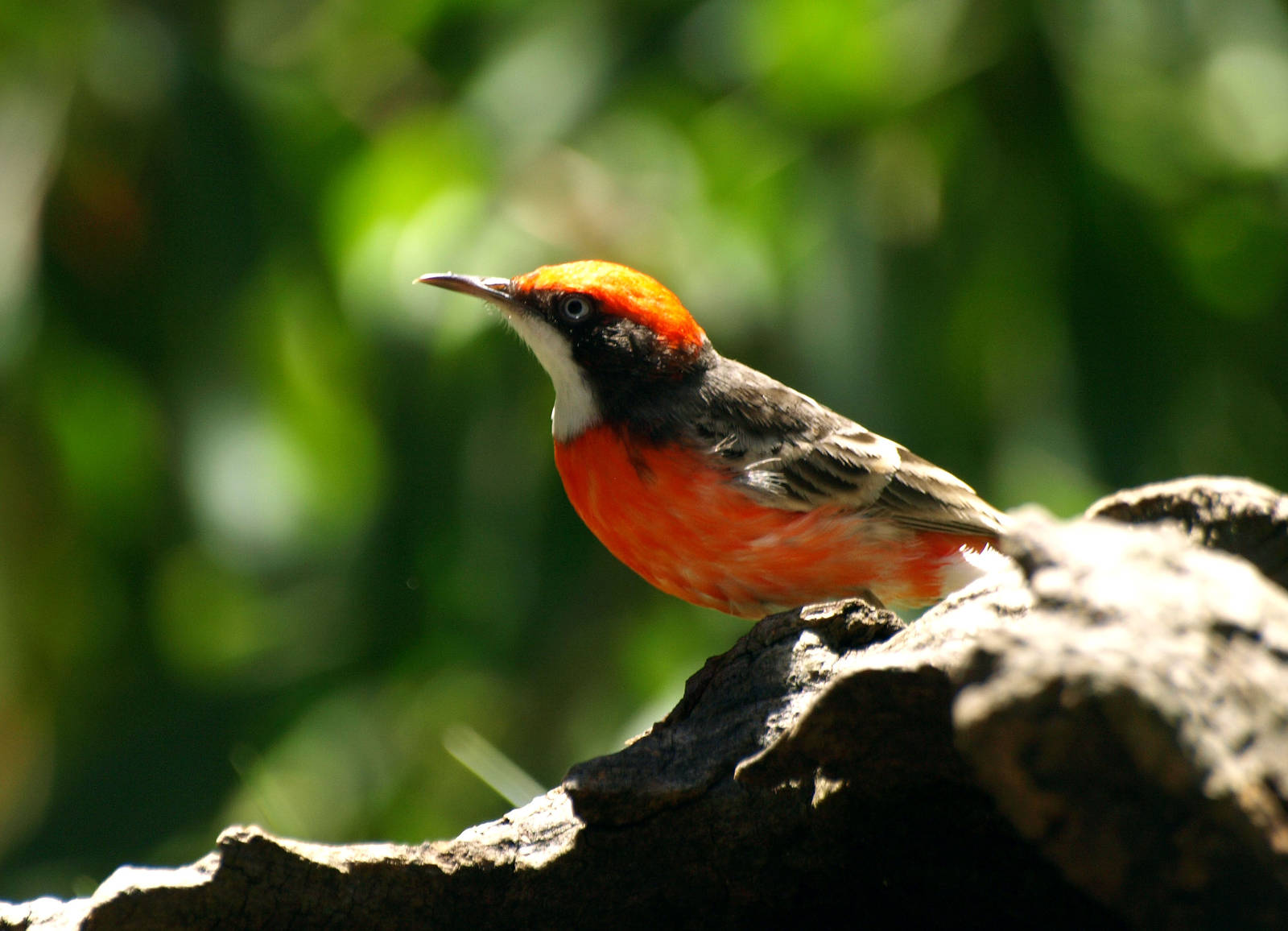 Birds of the Southwest