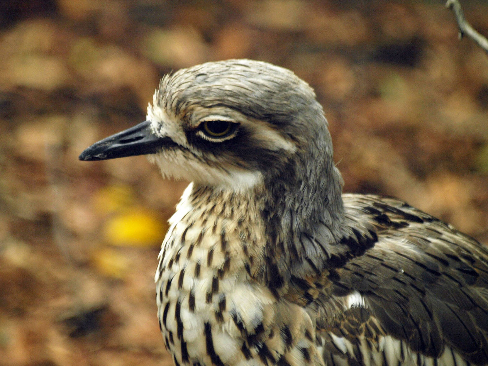 Birds of the Southwest