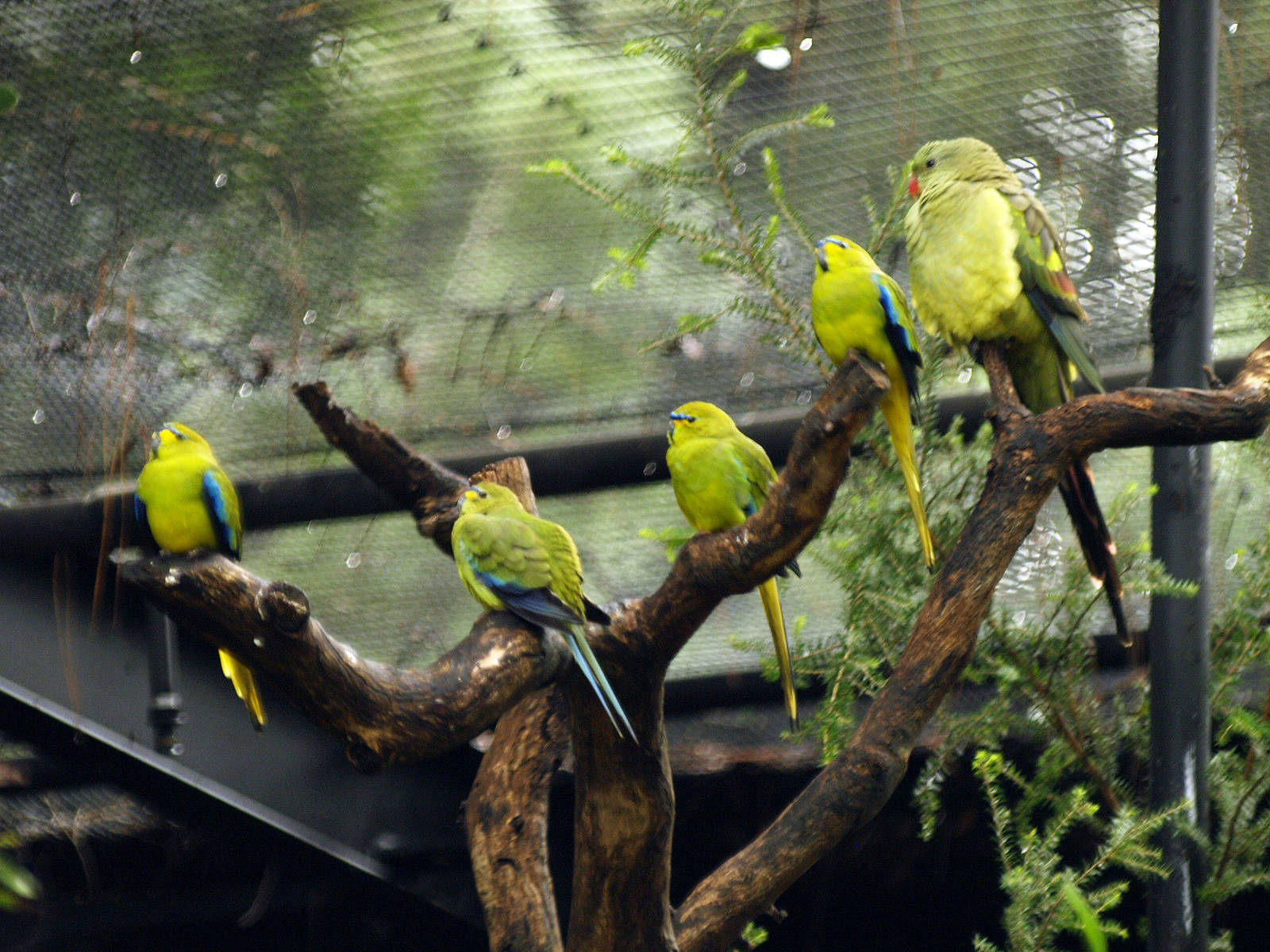 Birds of the Southwest