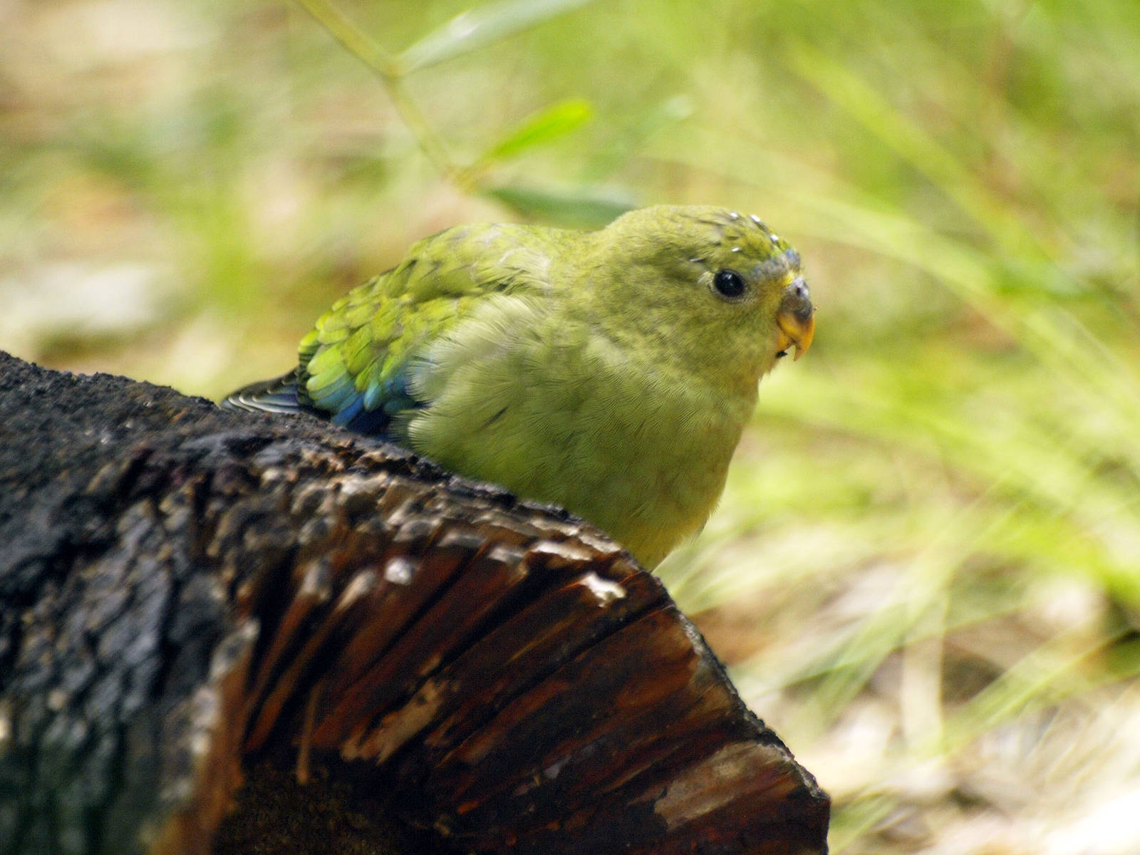 Birds of the Southwest
