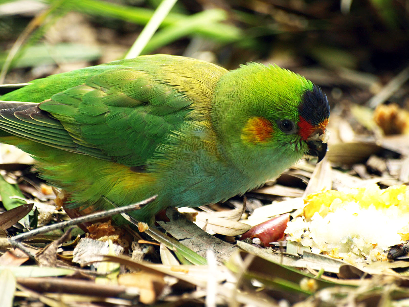 Birds of the Southwest