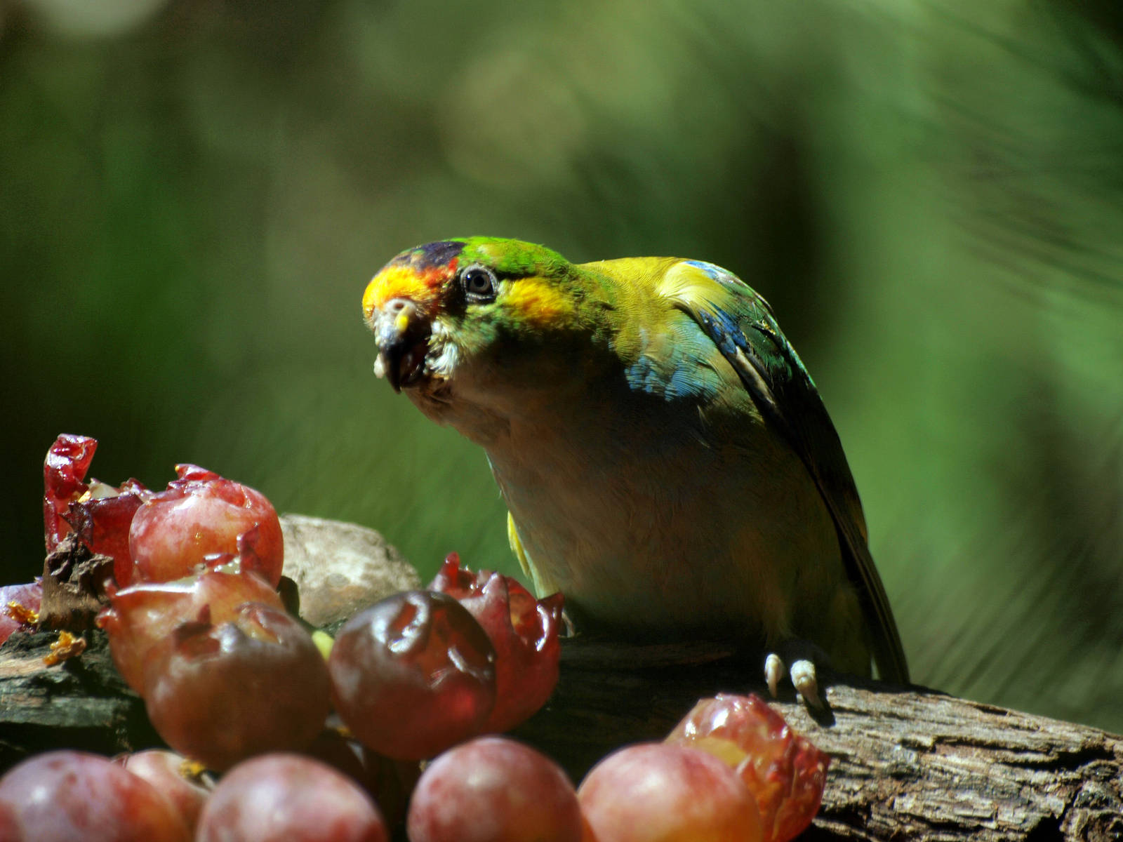 Birds of the Southwest