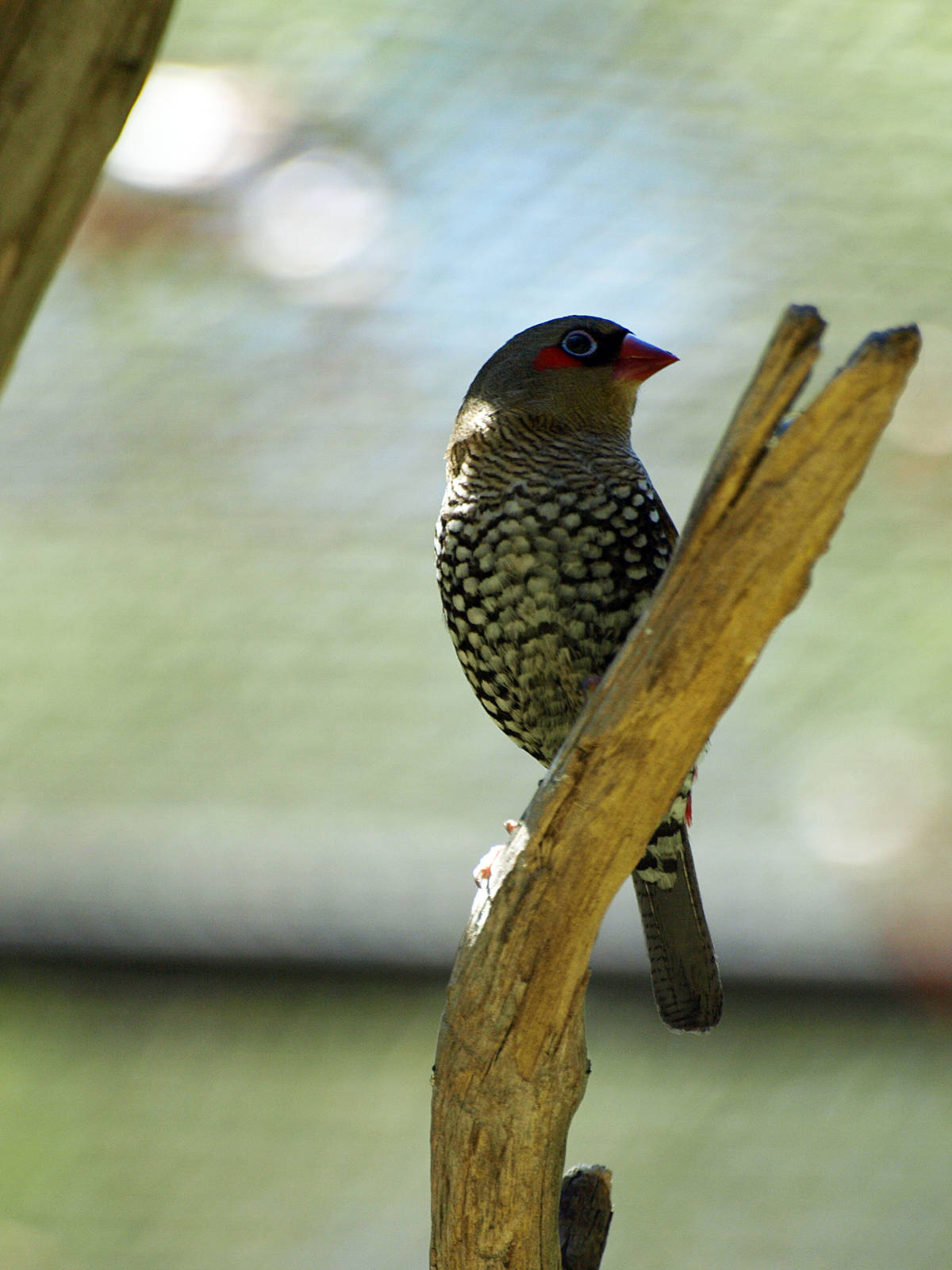 Birds of the Southwest