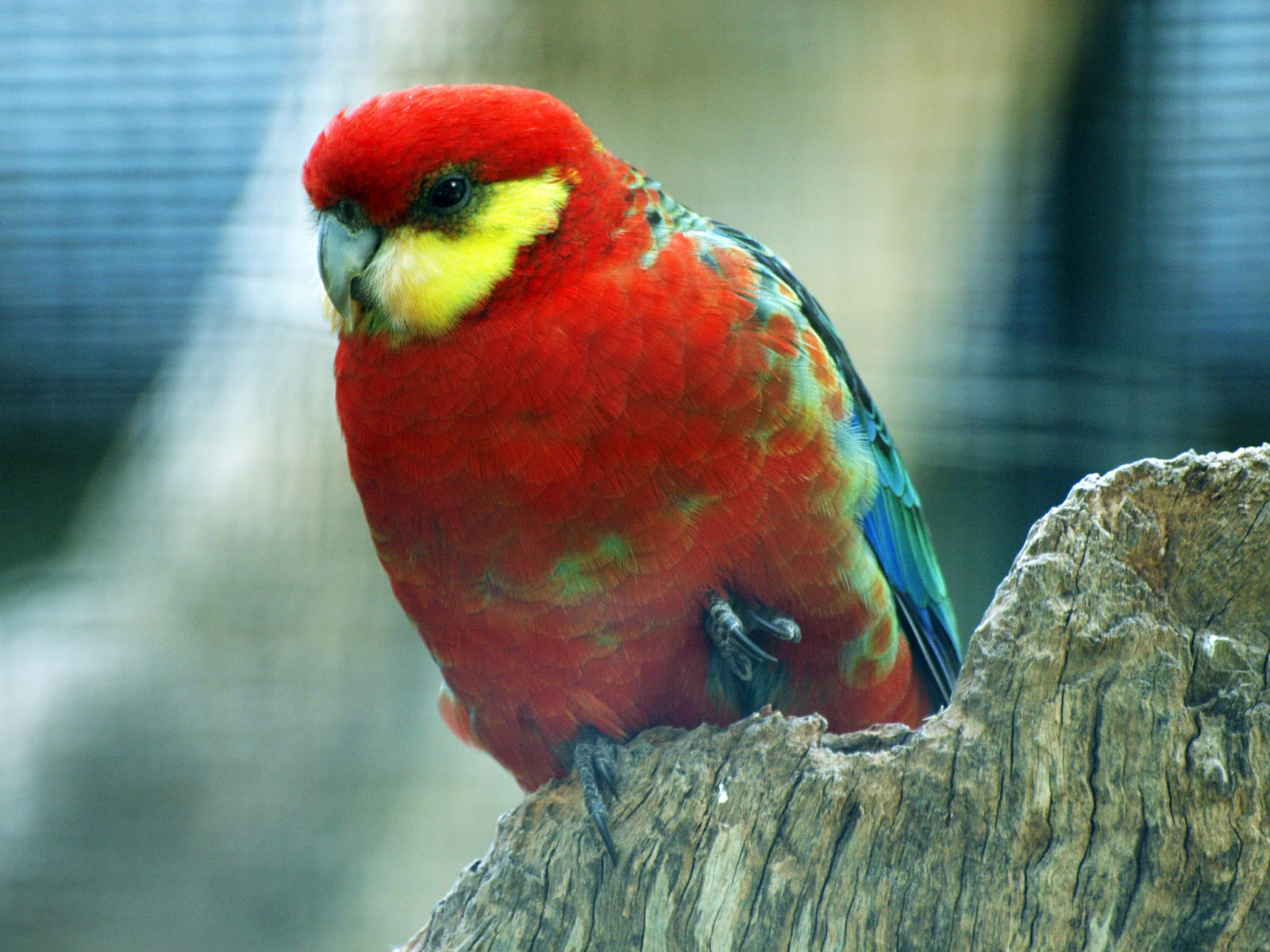 Birds of the Southwest