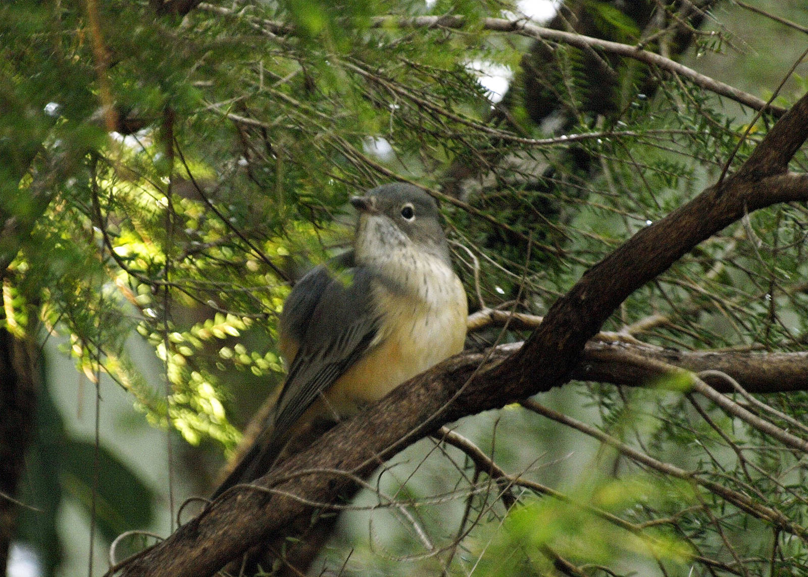 Birds of the Southwest