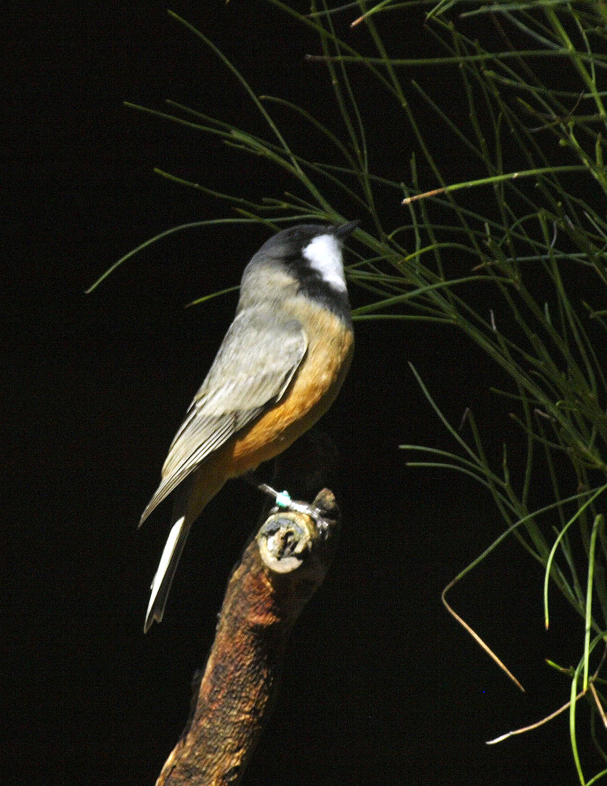 Birds of the Southwest