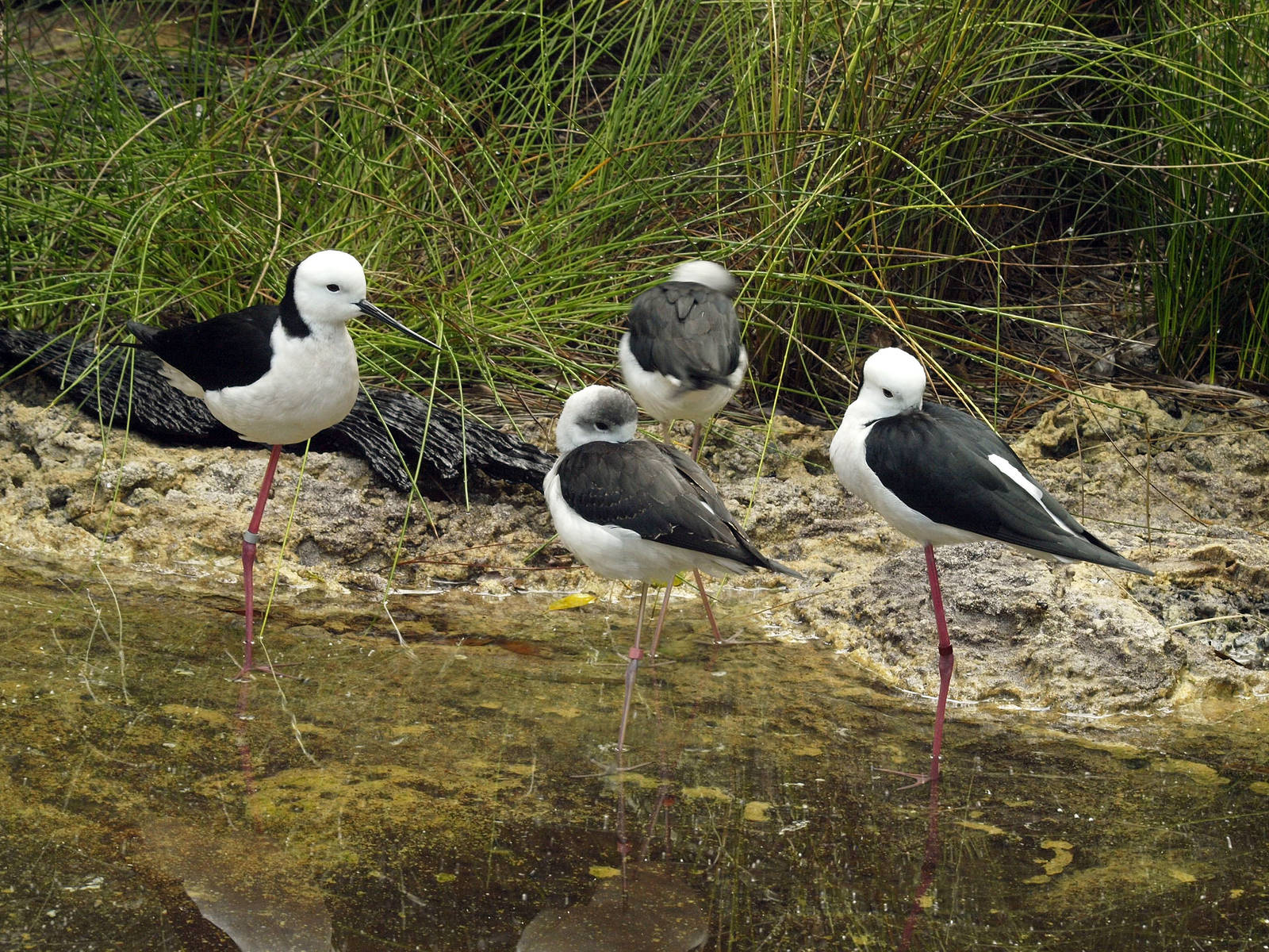Birds of the Southwest