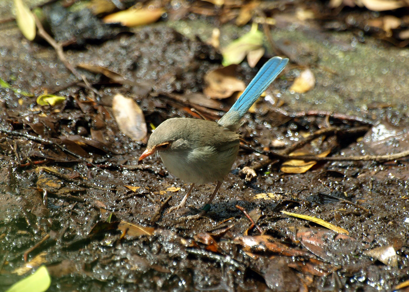 Birds of the Southwest