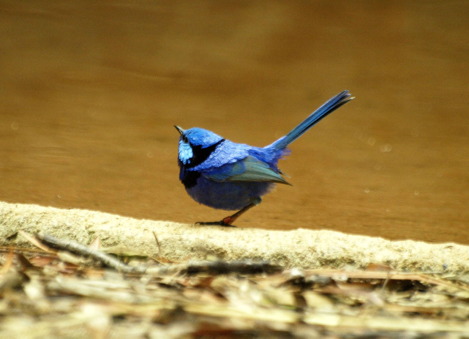 Birds of the Southwest