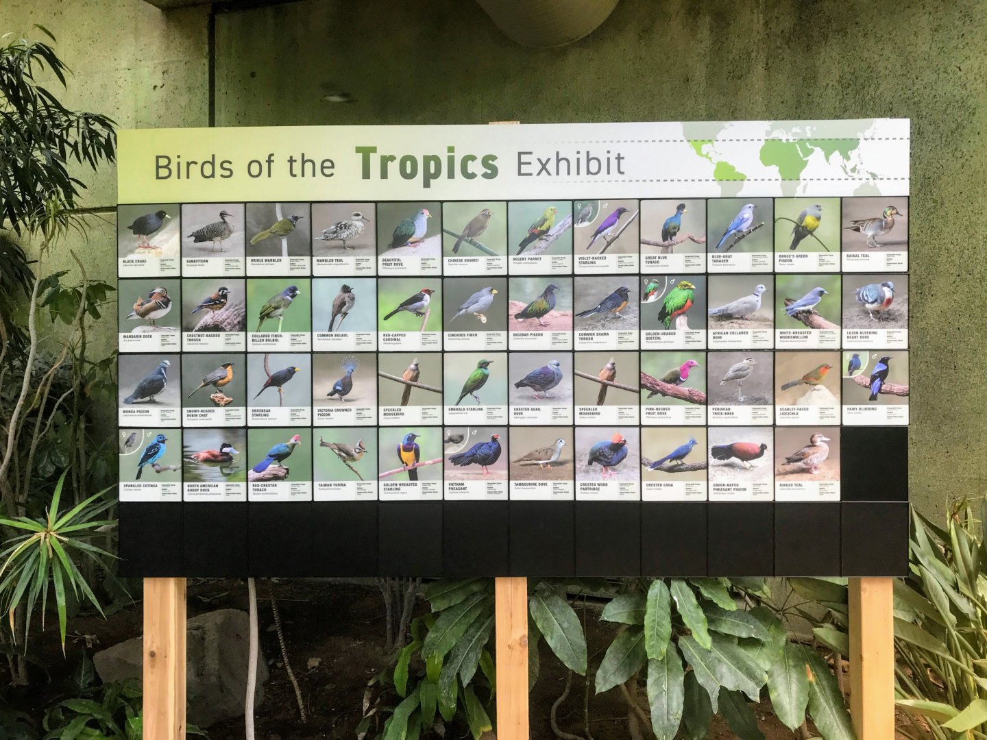 Birds of the Tropics
