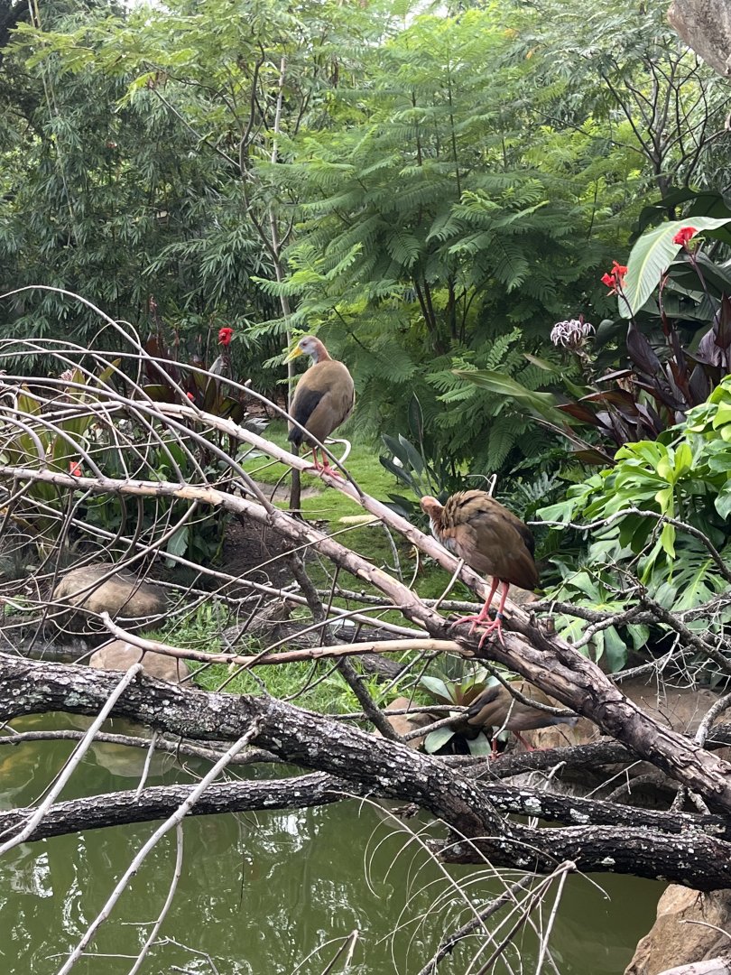Birds of the World- South American Wetlands