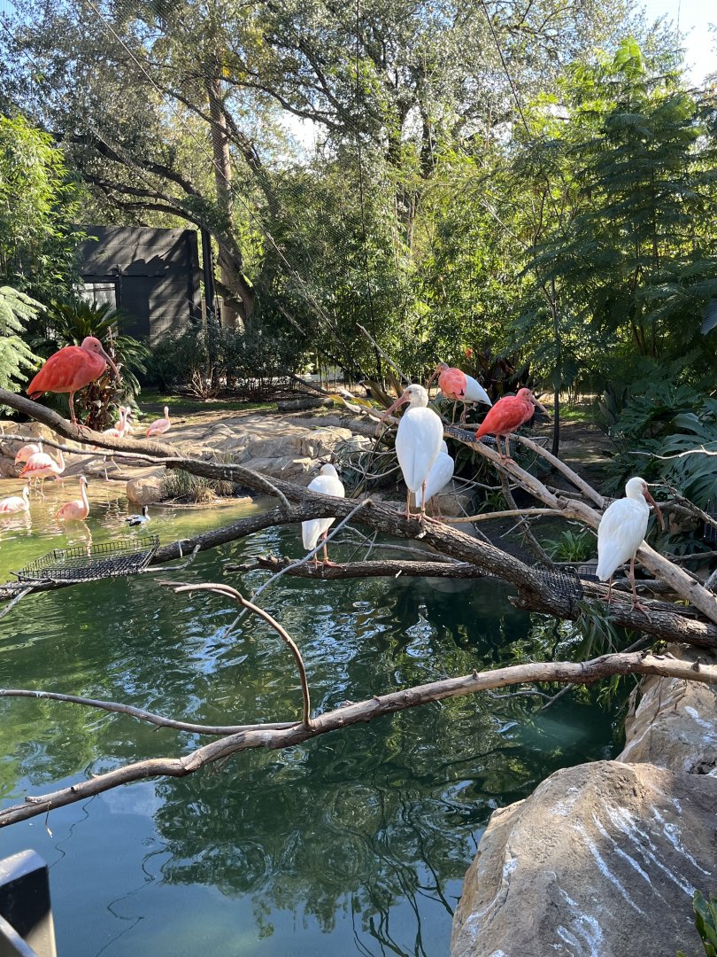 Birds of the World-South American Wetlands