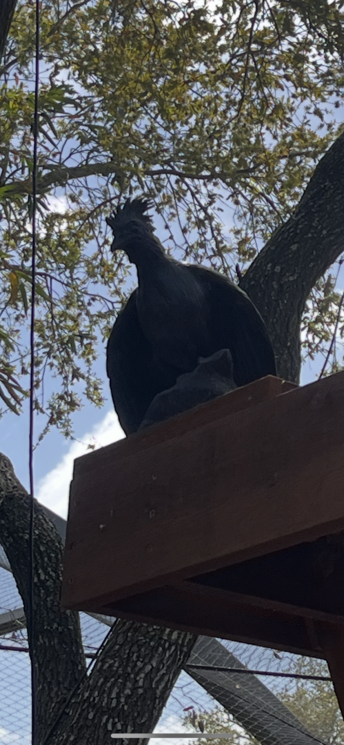 Birds of the World-South American Wetlands