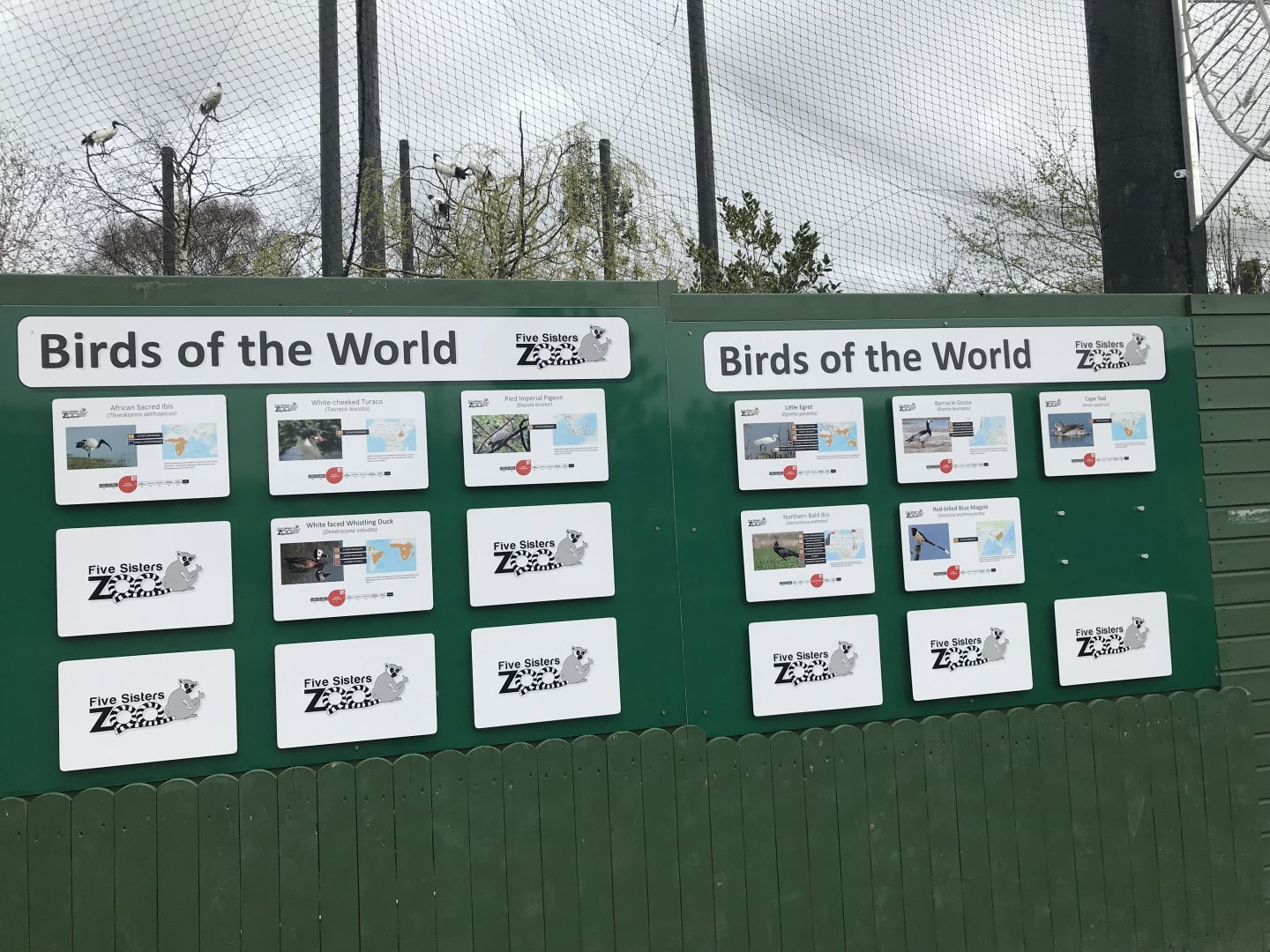 Birds of the world species