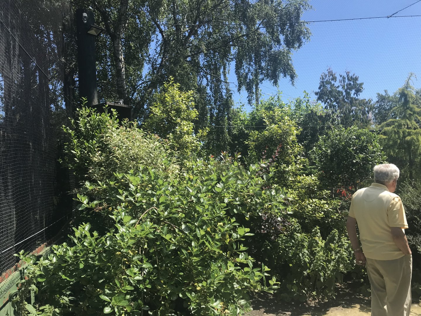 Birds of the world walkthrough aviary (4)