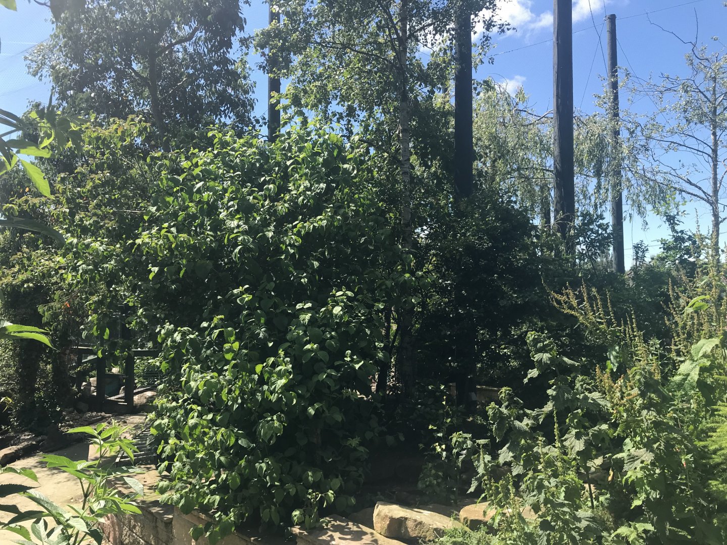 Birds of the world walkthrough aviary (6)