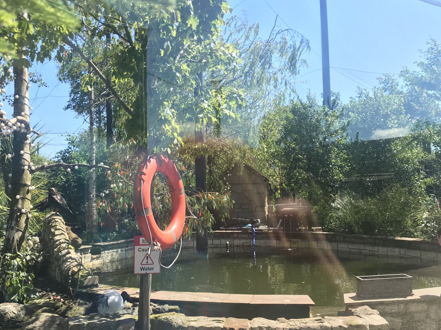 Birds of the world walkthrough aviary